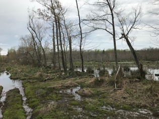 Zekiah Swamp